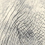 Radiance 58200 SI/GR Area Rugs SQUAREFOOT FLOORING - MISSISSAUGA - TORONTO - BRAMPTON